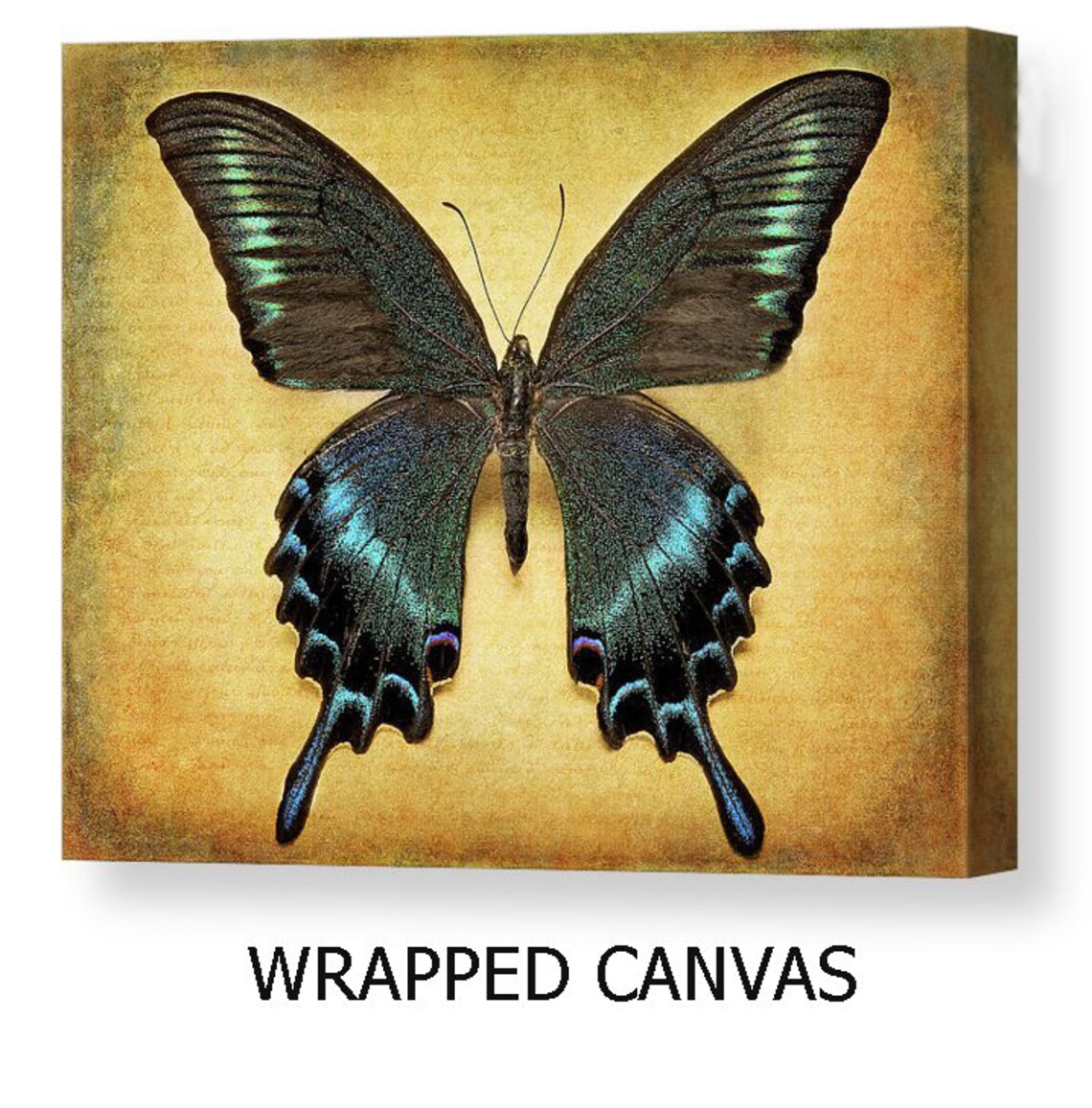 Teal Butterfly Photography, Swallowtail Butterfly Art Print, Home Decor