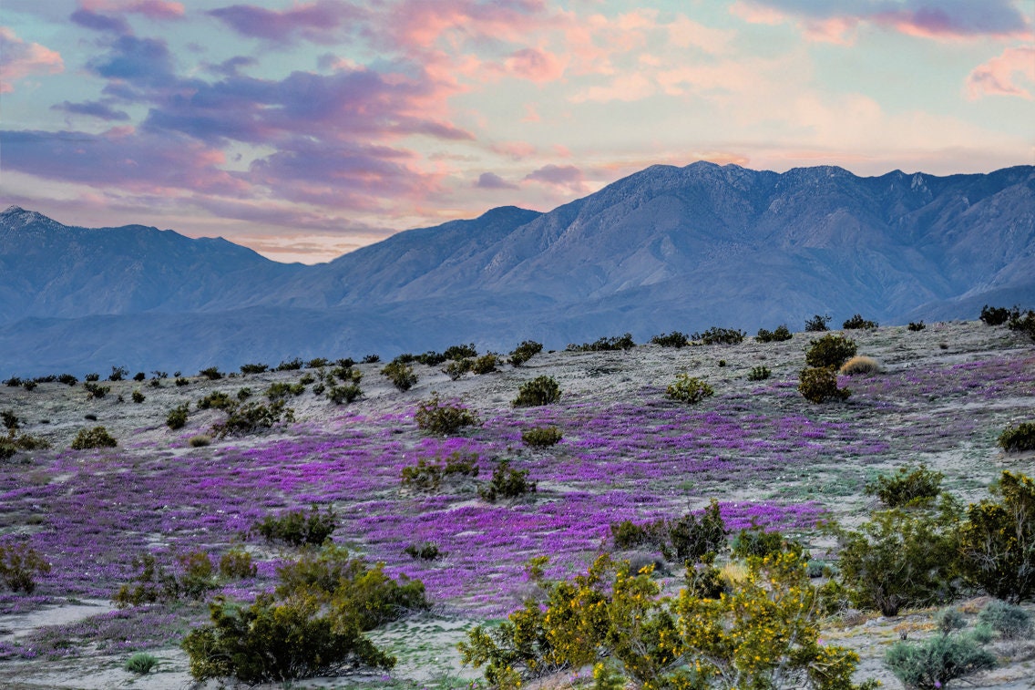 Borrego State Park Wildflower Print, Sunset Landscape Art Print - Etsy
