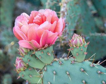 Pink Prickly Pear Cactus Flower Art Print, Southwest Desert Decor