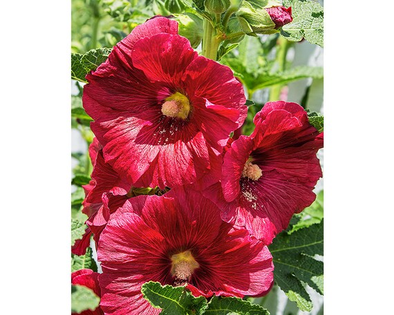 Impression Dart Fleur Dhibiscus Hibiscus Grande Photo Fleurs Dhibiscus Rouge Et Vert Foncé Impression Dart Nature Décor Floral à La Maison