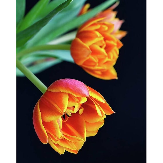 Orange Tulip Floral Art Print, Nature Photography, Home Decor - Etsy