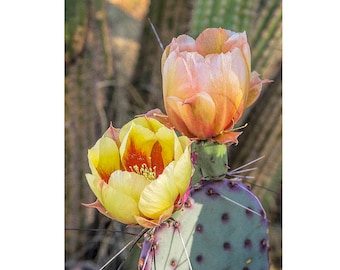 Cactus Flower Art Print,Desert Photography, Flowering Cactus, Desert Decor, Nature Art Print, Southwest Photo Art, Desert Art Photo