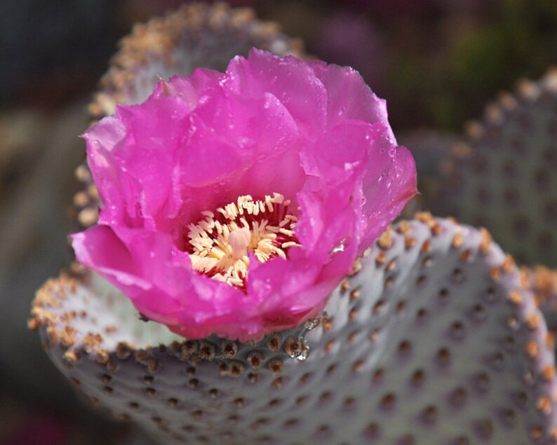 Pink Cactus Flowerdesert Photography Flowering Cactus Desert Decor Nature Art Print Southwest Photo Art Cottage Chic Desert Art Photo