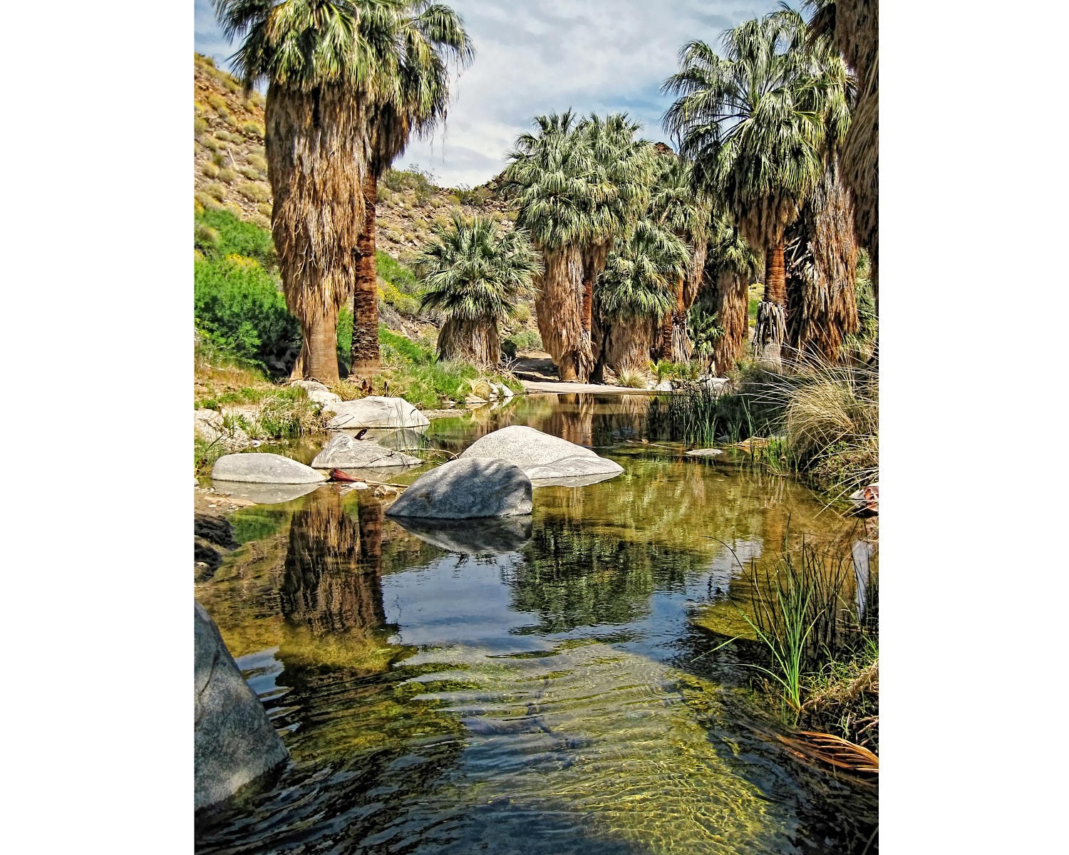 Palm Trees Oasis Wall Art Desert Photography | Etsy