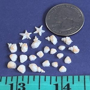 May include: A collection of small, white seashells and starfish on a blue surface. A U.S. quarter coin is next to the shells for size comparison. A ruler shows the shells are between 13 and 14 inches.