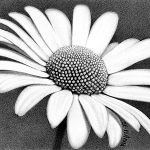 Dibujo a lápiz de flor de margarita Dibujo de flor Maceta Dibujo personalizado Retrato Primavera Día de San Valentín Día de la Madre