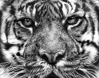 Tiger Portrait Animals Drawing from photo Realistic pencil drawing Illustration Black and white Custom drawings Nature Hyperrealism