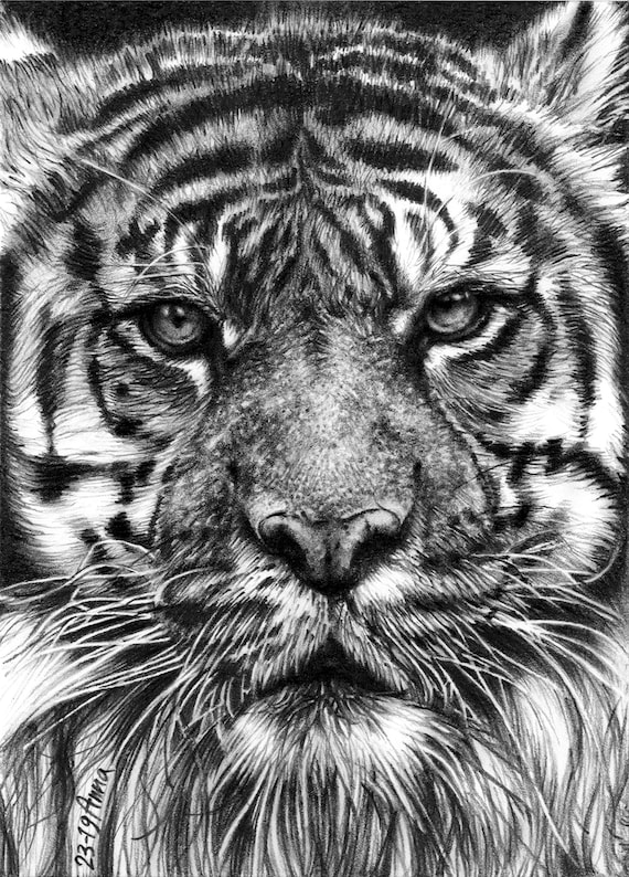 Tigre Retrato Animales Foto Dibujo Realista Dibujo a Lápiz - Etsy México