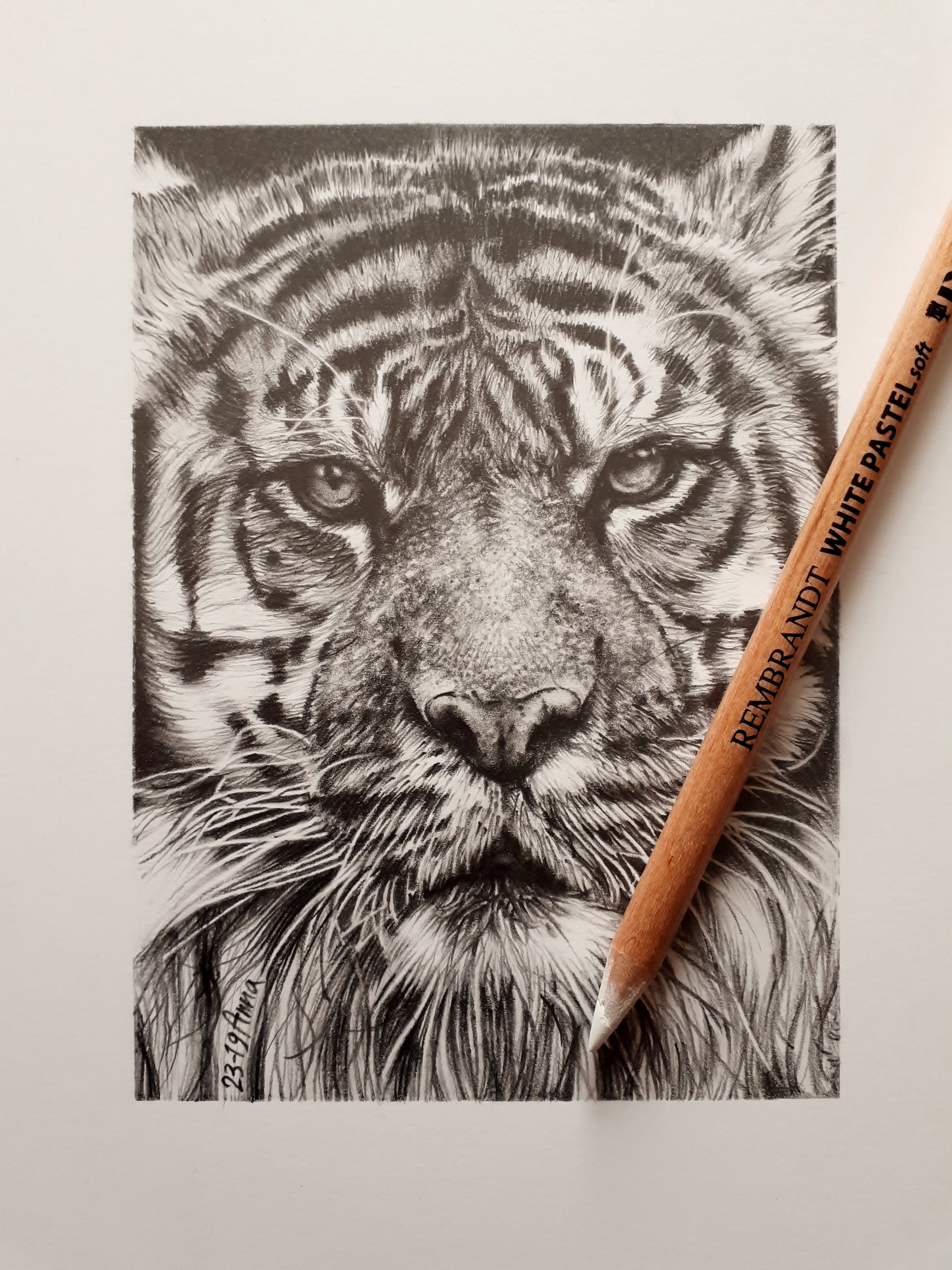 Tigre Retrato Animales Foto Dibujo Realista Dibujo a Lápiz - Etsy España