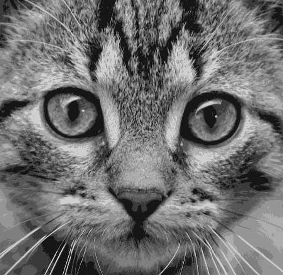 Download Cat Face 5 Layered Cut Template Instant Download Cat Etsy