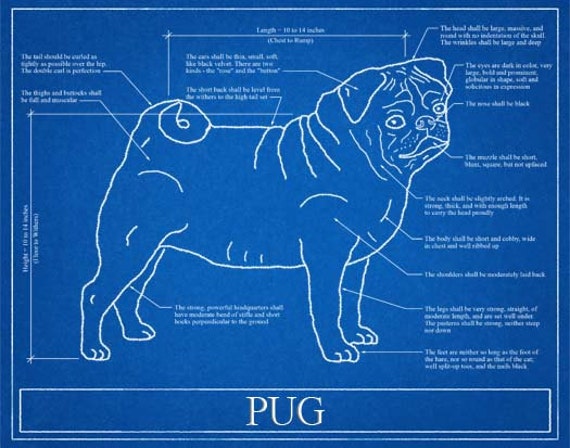 Pug Blueprint Elevation / Pug Art / Pug Wall Art / Pug Gift / | Etsy