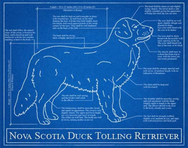 Download 110+ Nova Scotia Duck Tolling Retriever Coloring Pages PNG PDF