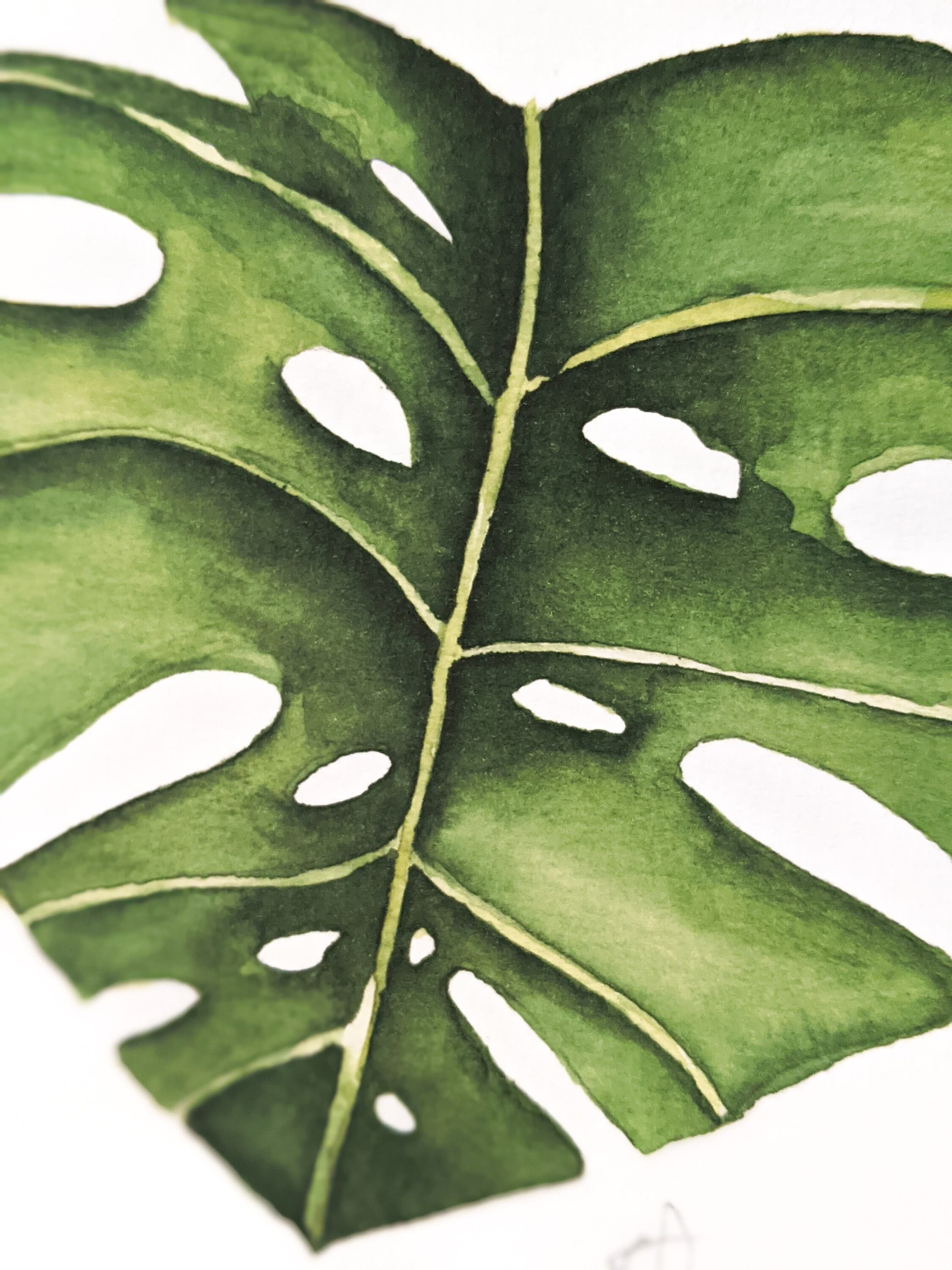 Acuarela Monstera Heart Print Monstera Leaf Printable Wall Etsy España