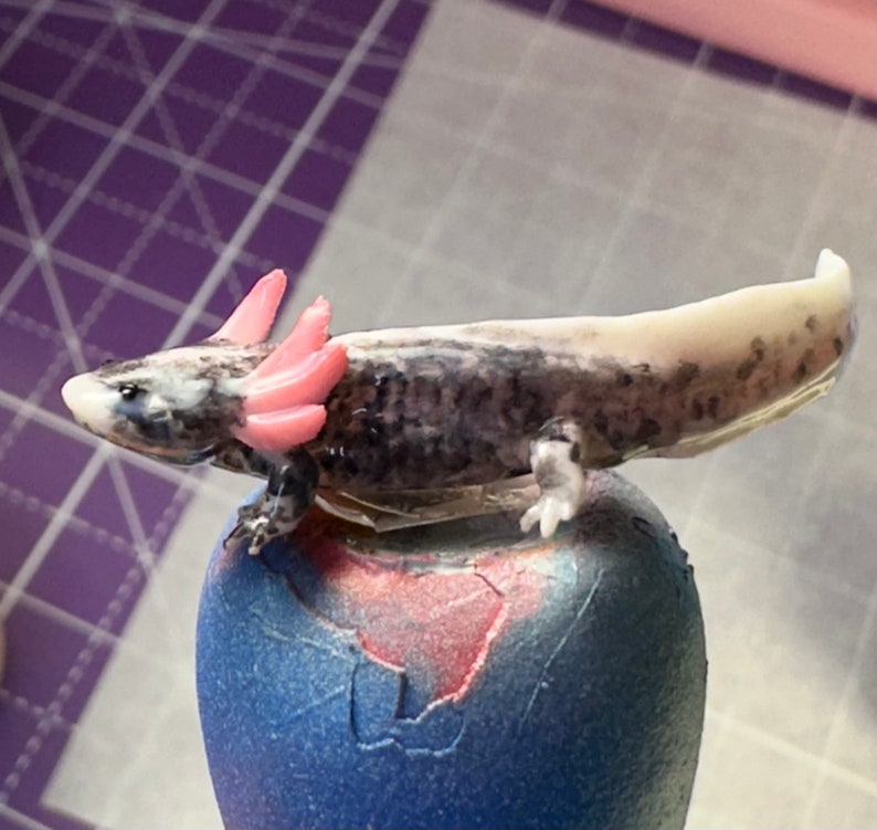 May include: A black and white axolotl with pink gills, sitting on a blue and pink egg-shaped object.