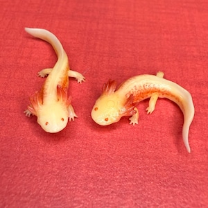 May include: Two white axolotls with red gills on a red background. The axolotls are facing the camera and have their mouths closed.