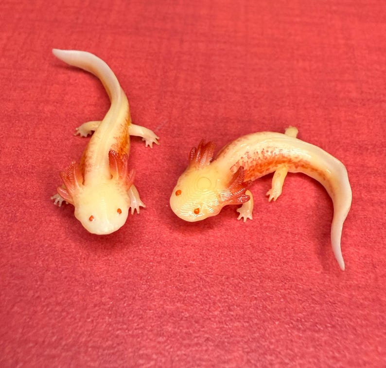 May include: Two white axolotls with red gills on a red background. The axolotls are facing the camera and have their mouths closed.