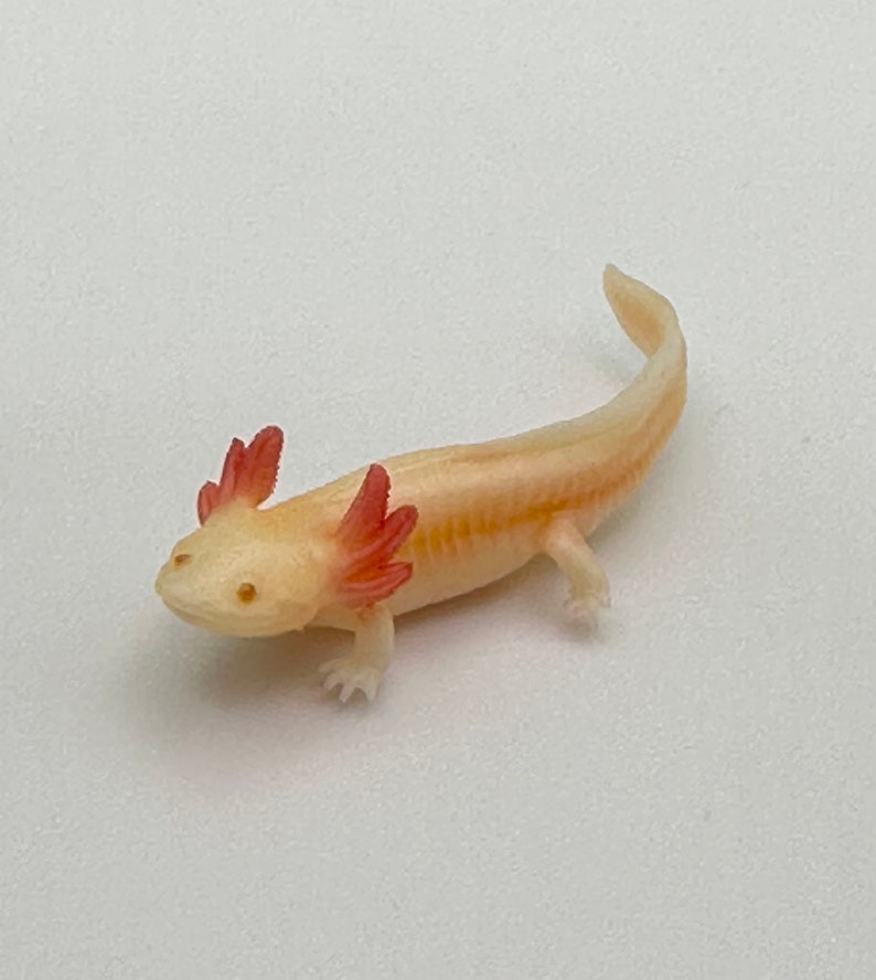 May include: A white axolotl with pink gills, a common pet, is shown on a white background.