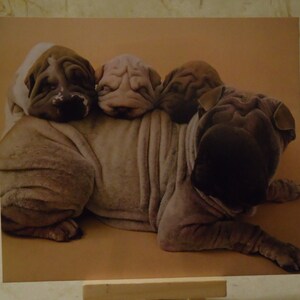 Chinese Shar-Pei Dogs Dog Notebook MADE TO ORDER