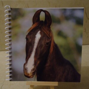 Pode incluir: Um cavalo marrom e branco com uma estrela branca na testa. O cavalo está olhando para a câmera. O fundo está desfocado e fora de foco.