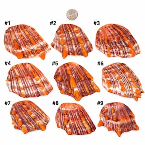 May include: Nine individual spiny oyster shell pendants arranged in a grid, each featuring vertical dark purple and white stripes with protruding orange spikes. A small silver-colored coin is positioned at the top center for scale.