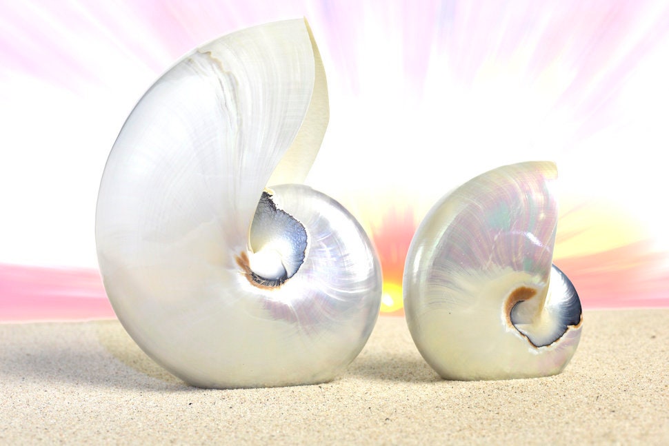 Authentic Mermaid Nautilus Shell Beads With Harmony Line (thicker Nacre ...
