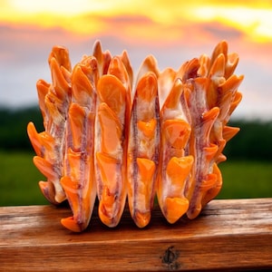 Orange Spiny Oyster Shell Beads Bracelet From Mexico (Most Valuable Collectible Art & Jewelry) Double-Drilled Elastic 7.25&quot;