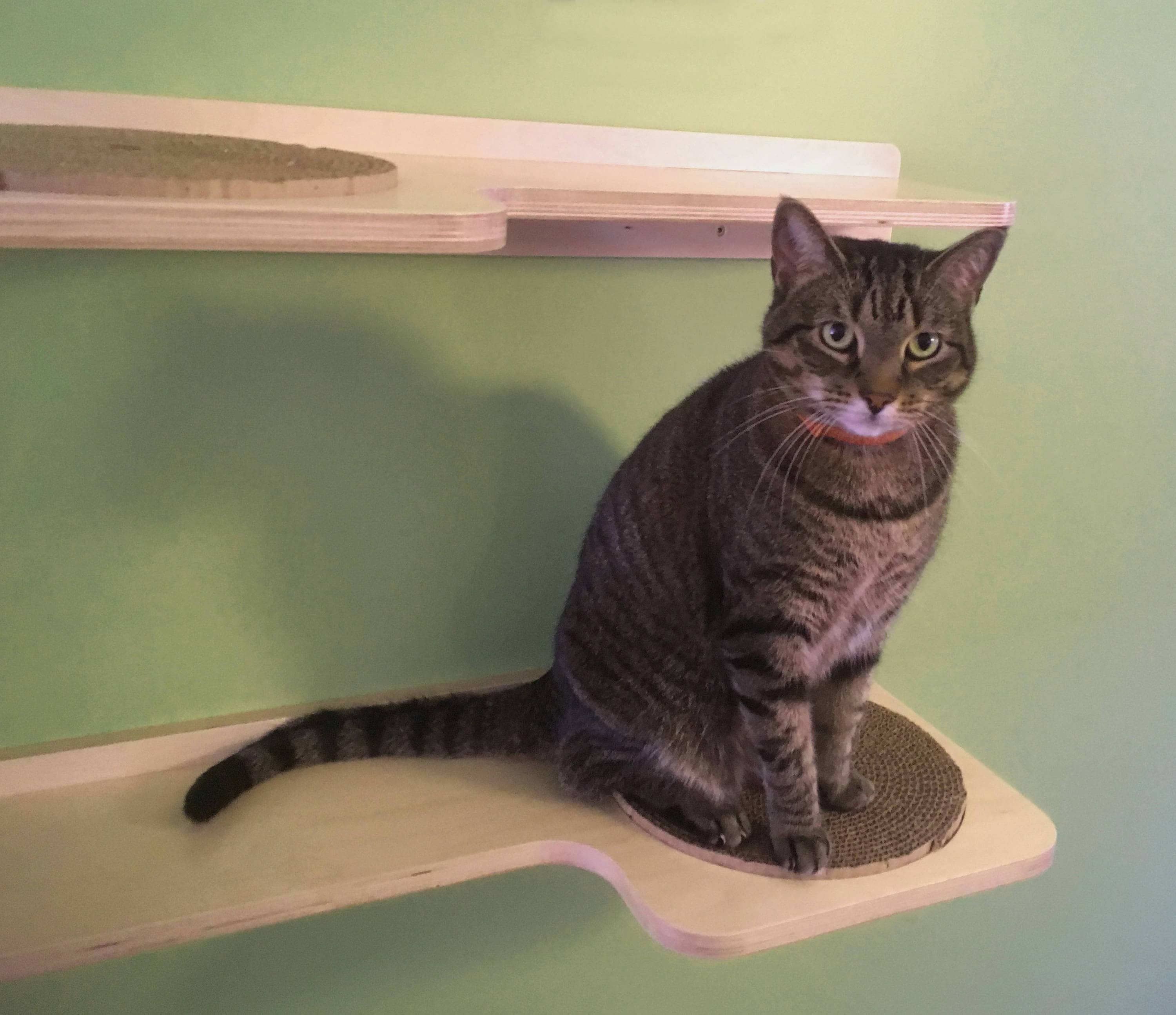 Set of 3 Cat Shelves With Replacable Cardboard Scratch Pads - Etsy