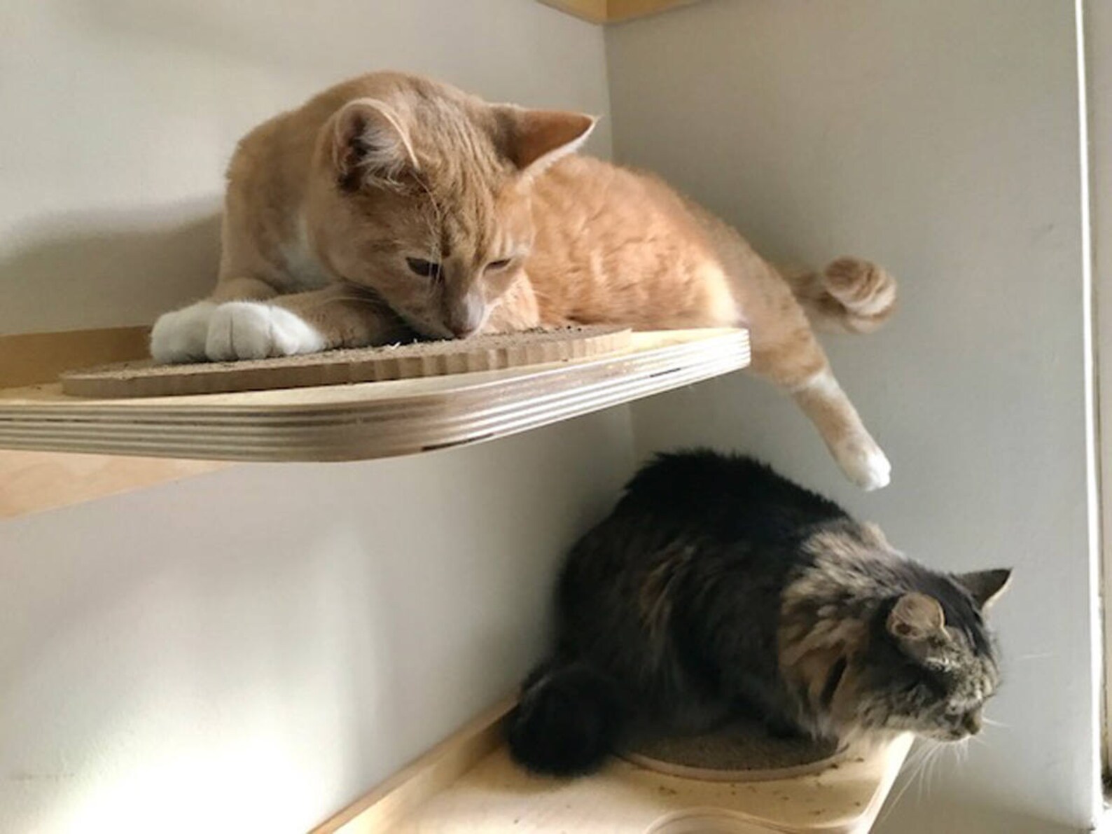 Cat Shelf With Replacable Cardboard Scratch Pad - Etsy