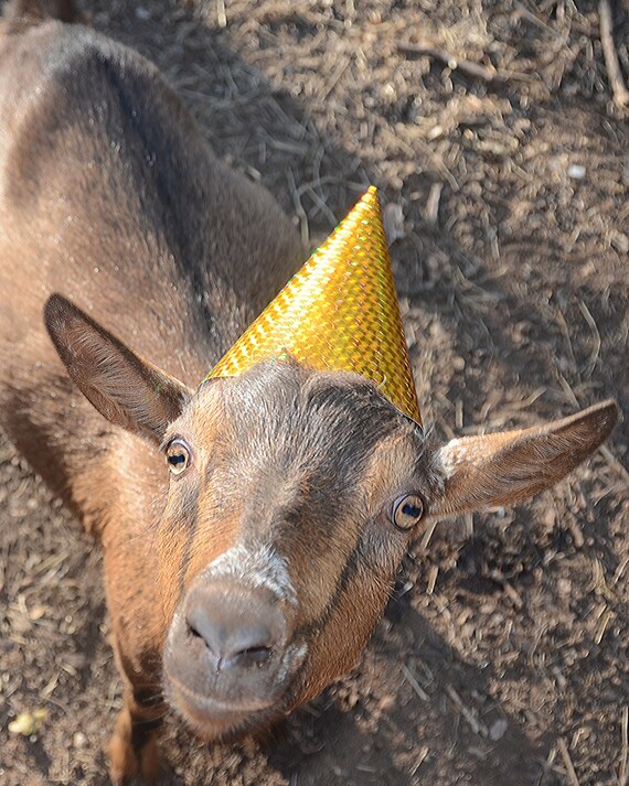 Chevre Anniversaire Chapeau Anniversaire Carte Inside Message Etsy