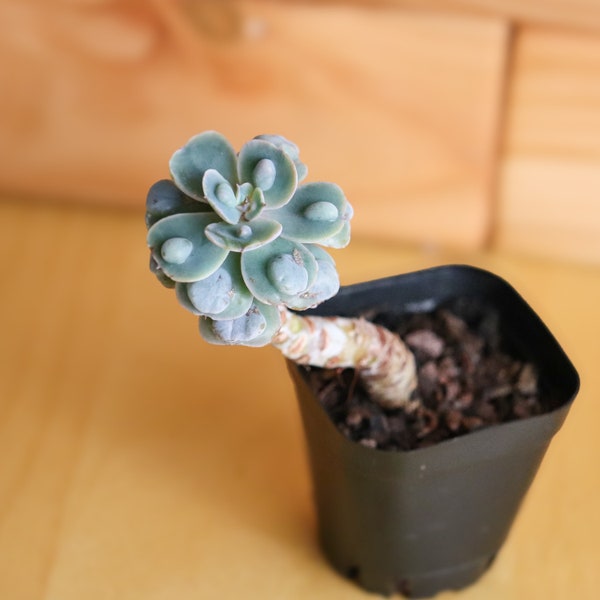 Echeveria Hearts Delight 2" pot