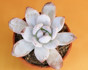 Echeveria Ivory 4" pot