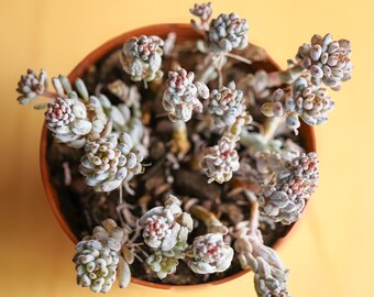 Graptopetalum pachyphyllum Bluebean 4" pot