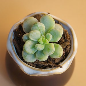 Sedum Clavatum 2" pot