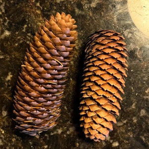 May include: Two brown pine cones with textured scales. The pine cones are elongated and have a natural, organic appearance. The scales have a gradient of colors, from light brown to dark brown.