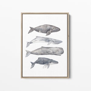 May include: A watercolor painting of four whales in shades of gray and blue. The whales are arranged vertically, with the largest whale at the top and the smallest whale at the bottom. The whales are all facing to the right.