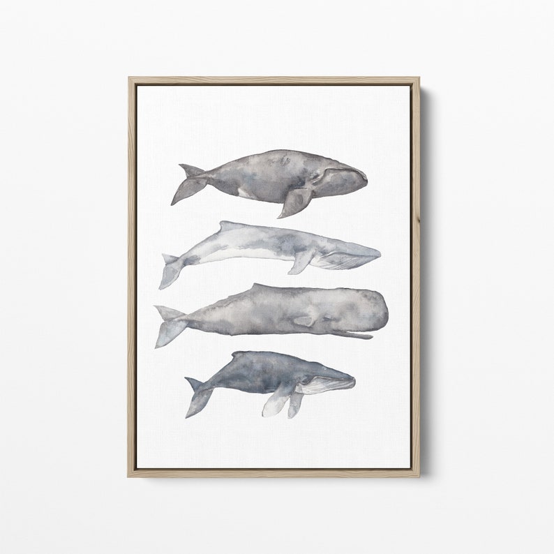 May include: A watercolor painting of four whales in shades of gray and blue. The whales are arranged vertically, with the largest whale at the top and the smallest whale at the bottom. The whales are all facing to the right.