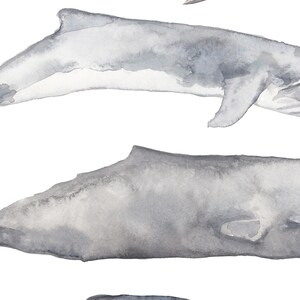May include: Watercolor painting of three gray whales swimming in a white background. The whales are painted in a realistic style with subtle details.