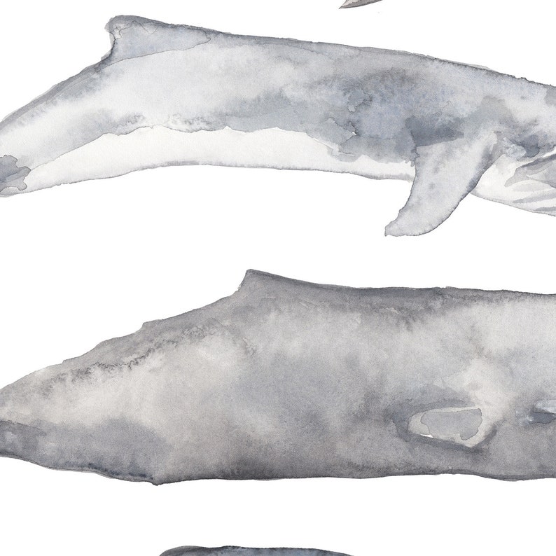 May include: Watercolor painting of three gray whales swimming in a white background. The whales are painted in a realistic style with subtle details.