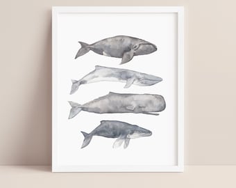 Nautical Decor Whale Large Coastal Farmhouse Artwork Nursery Art | "Sperm, Fin, Humpback & Right Whale Watercolor" - Art Print or Canvas