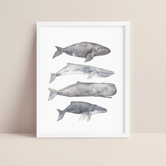 Nautical Decor Whale | Large Coastal Farmhouse Nursery Art | "Sperm, Fin, Humpback & Right Whale Watercolor" - Art Print or Canvas