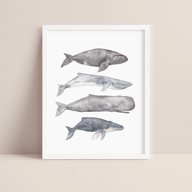 May include: A watercolor illustration of four whales of different sizes, painted in shades of gray against a white background. The whales are arranged vertically, with the largest whale at the top and the smallest whale at the bottom.
