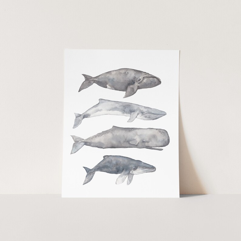 May include: Watercolor painting of four whales in shades of gray, with the largest whale at the top and the smallest whale at the bottom.