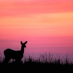 Photography, Nature Prints, Art and Collectibles, Fine Art Photos on Metal