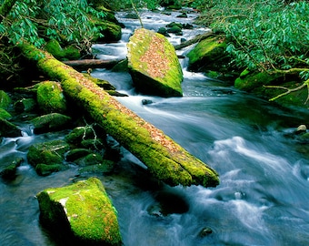 Photography, Nature Prints, Art and Collectibles, Fine Art Photos on Metal