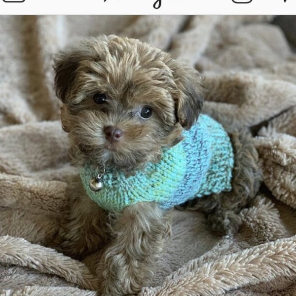 Xxs Dog Clothes Etsy