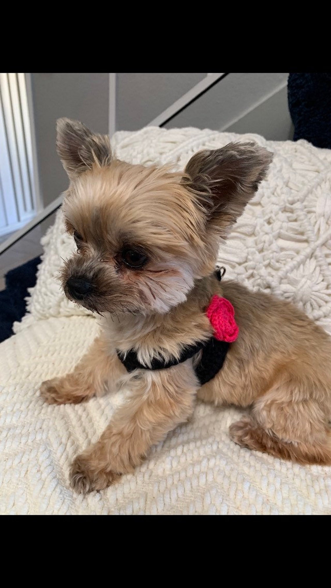 Teacup Harness for 2 to 3 Lb Puppy Dog XXS Black Cotton Vest Etsy