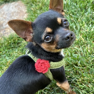 May include: A small black and brown chihuahua wearing a green and red crocheted dog harness with a flower design.
