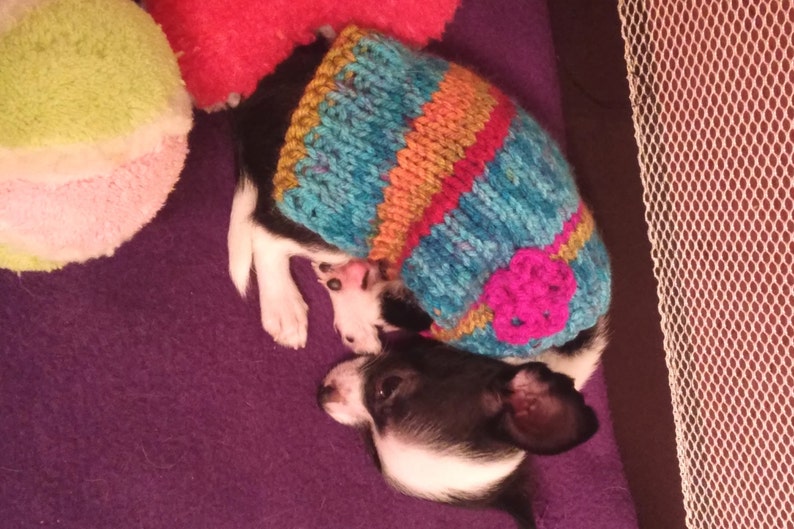 Teacup Puppy Dog Kitten Sweater Teeny Tiny XXXS 1 2 Lbs in Etsy