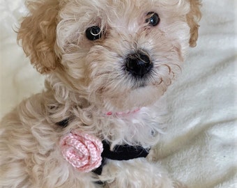 Teacup Harness for 2 to 3 Lb Puppy Dog, XXS, Black Cotton Vest w/Rose