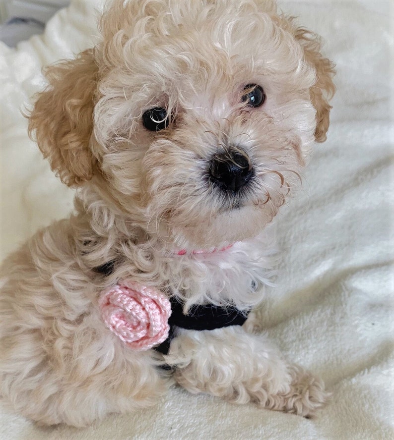 Teacup Harness | Brown Stripe main image 0